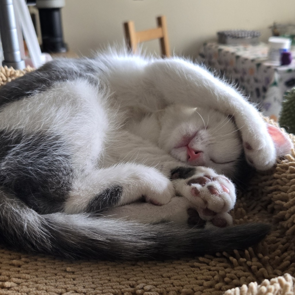 Tigress and Cubs - Rajah