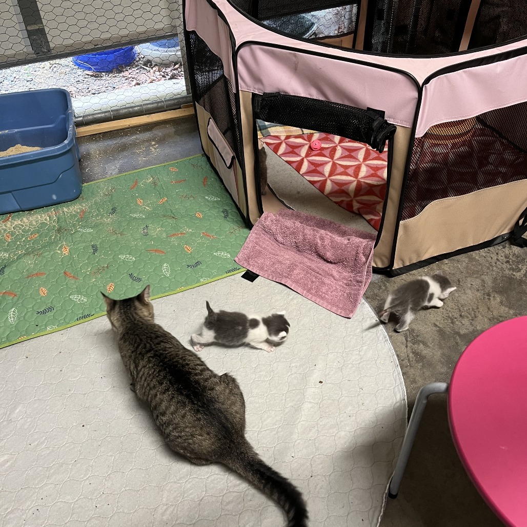 Tigress and Cubs - Rajah