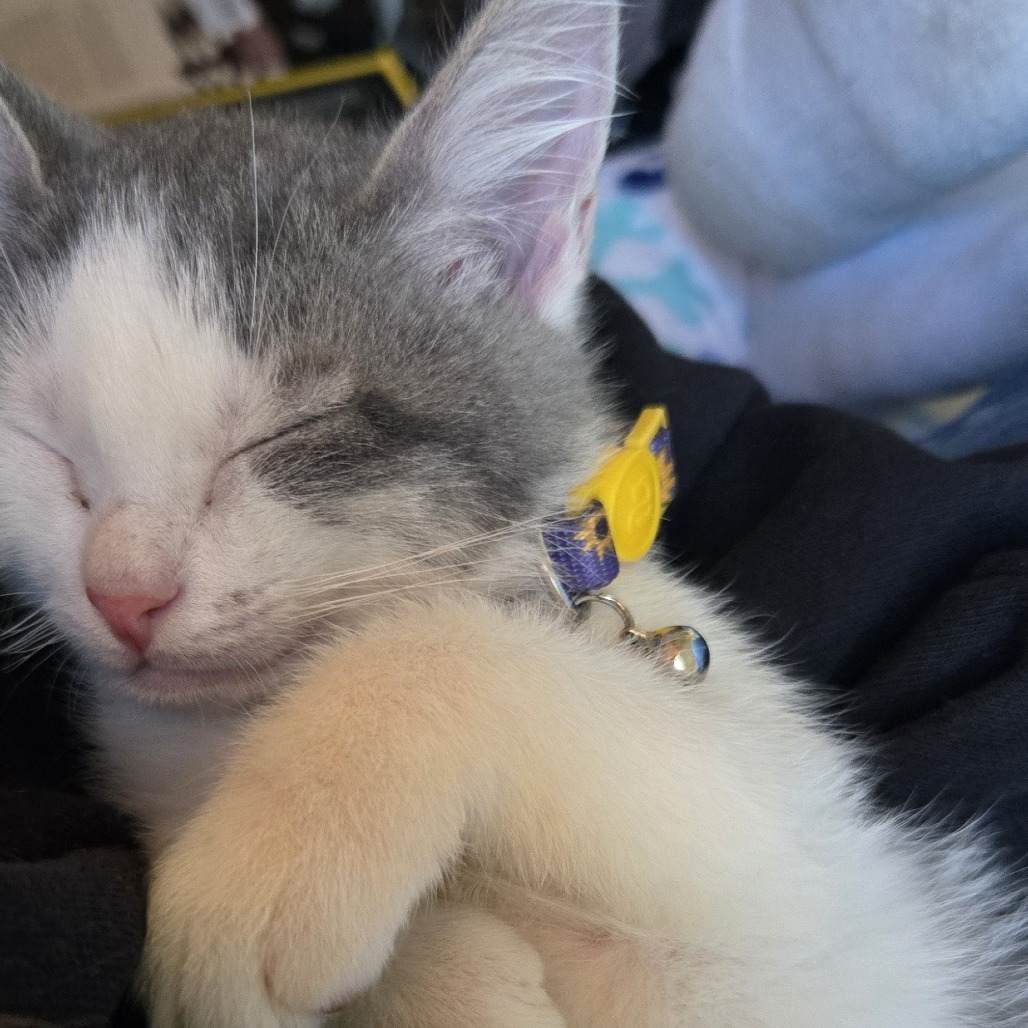 Tigress and Cubs - Rajah