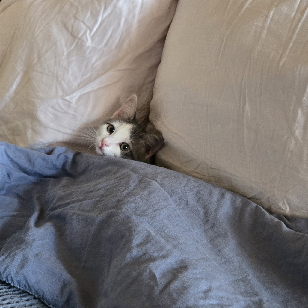 Tigress and Cubs - Rajah