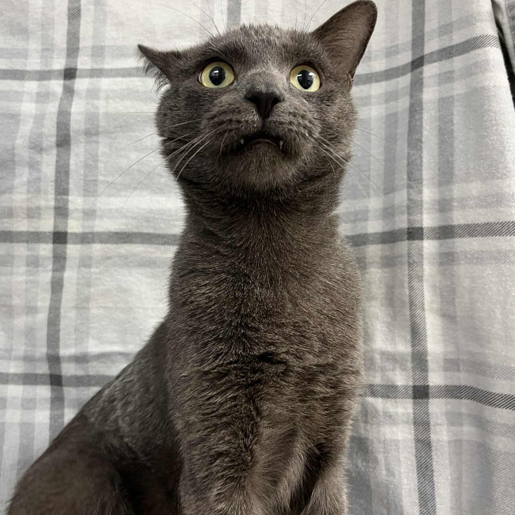 Meowzart