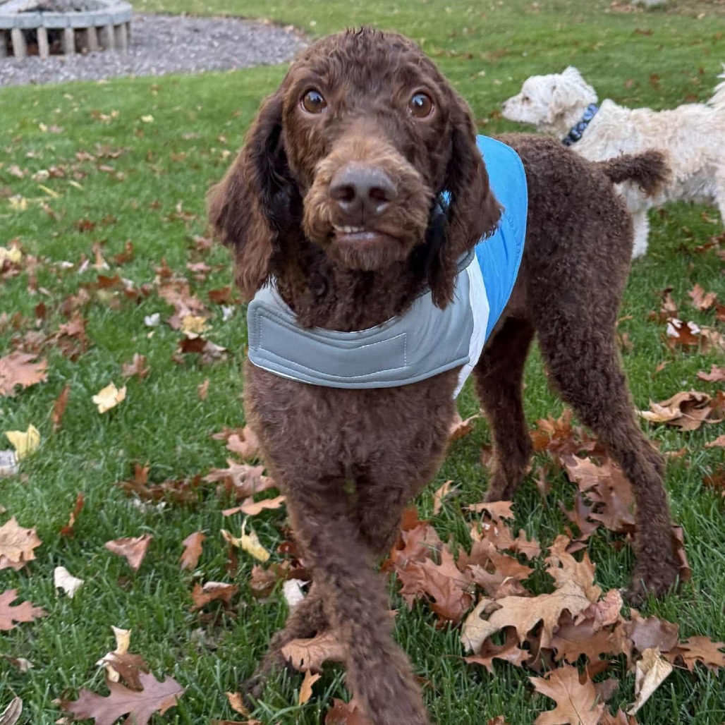 Norma Jean, an adoptable Standard Poodle in Cloquet, MN, 55720 | Photo Image 1