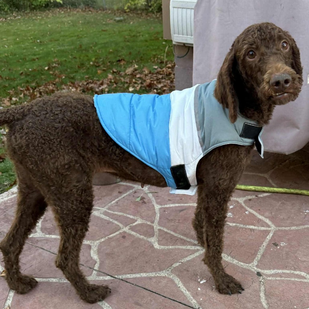 Norma Jean, an adoptable Standard Poodle in Cloquet, MN, 55720 | Photo Image 4