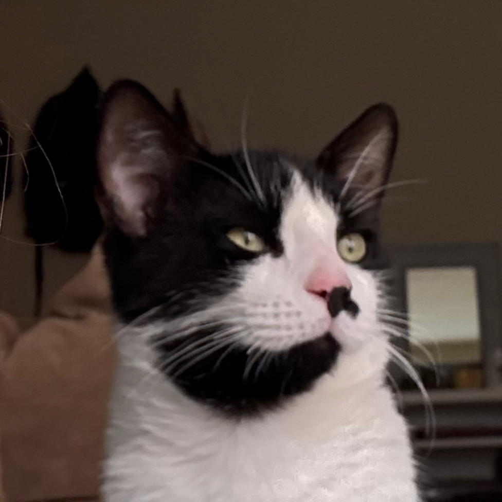 Milo Miquelot (bonded w/Mate Miquelot)