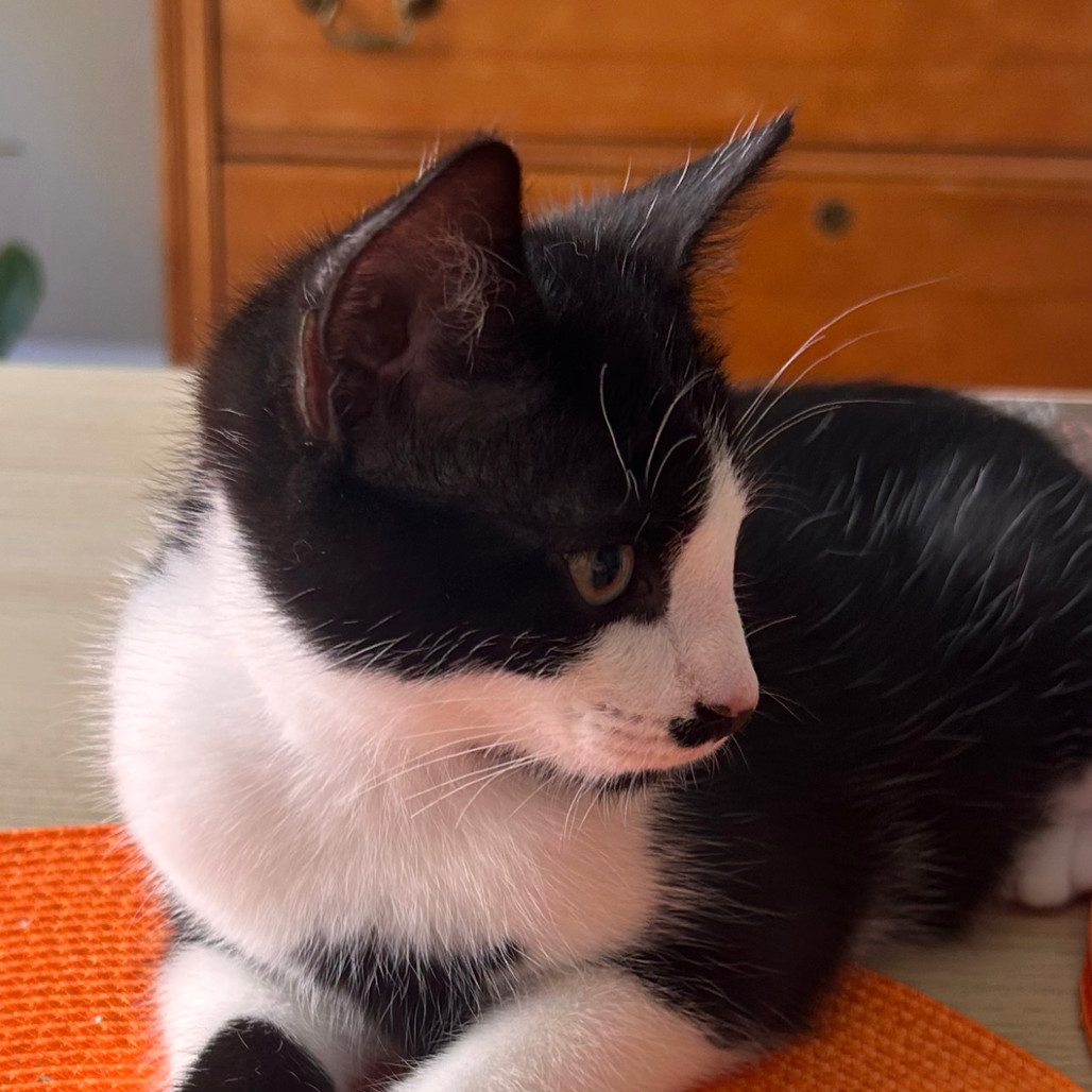 Milo Miquelot (bonded w/Mate Miquelot)