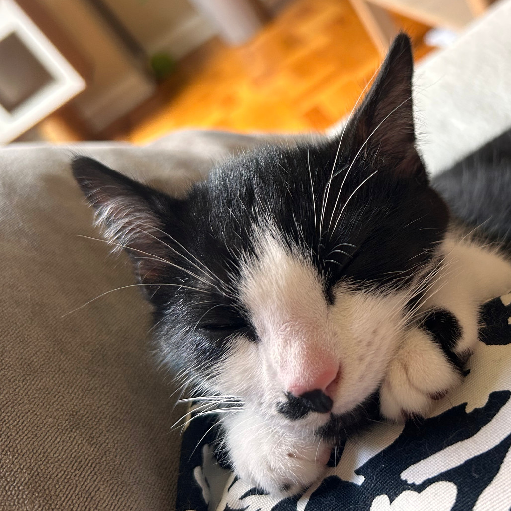 Milo Miquelot (bonded w/Mate Miquelot)