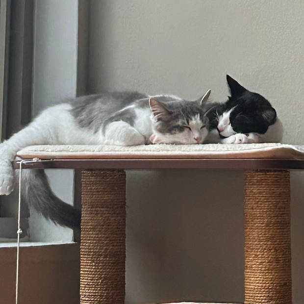 Milo Miquelot (bonded w/Mate Miquelot)