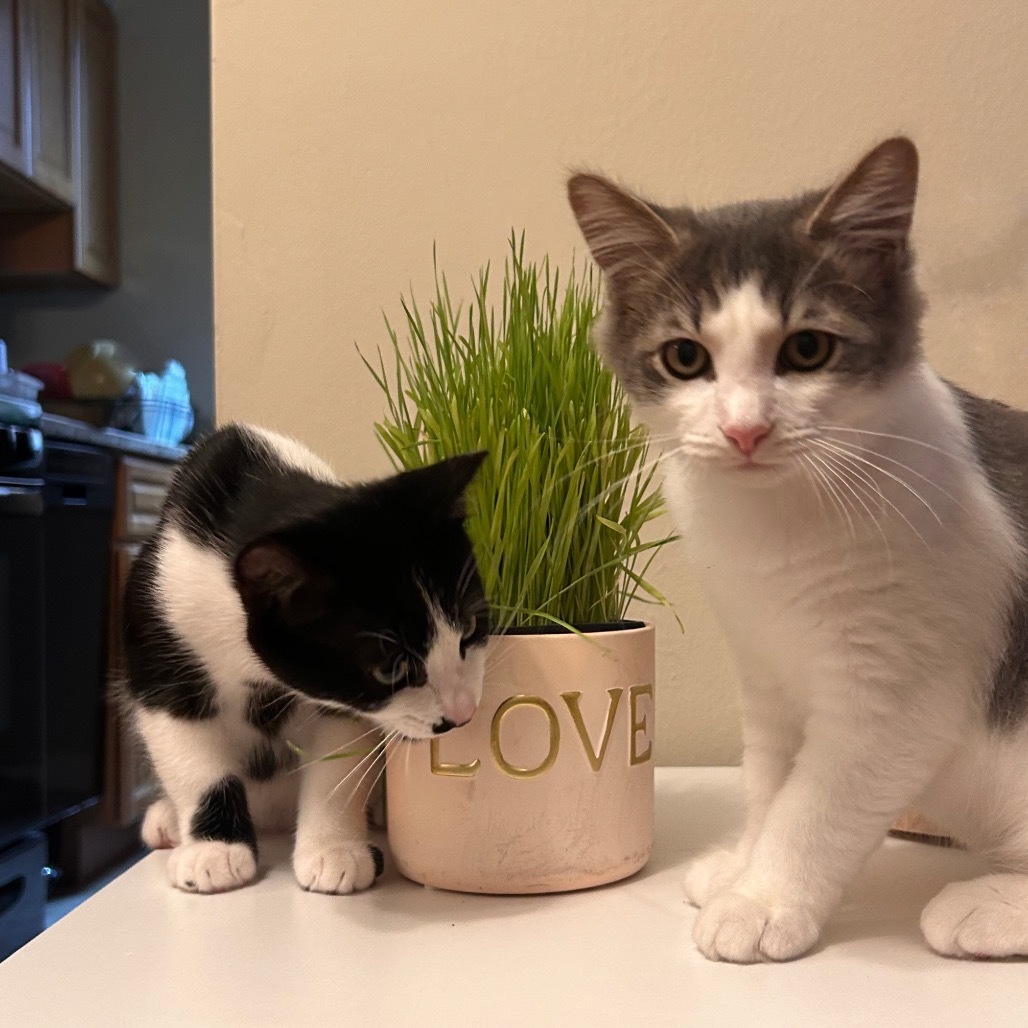 Milo Miquelot (bonded w/Mate Miquelot)