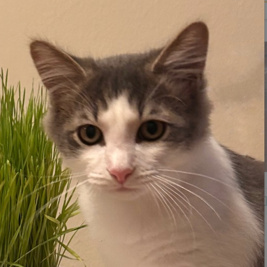 Mate Miquelot (bonded w/Milo Miquelot)