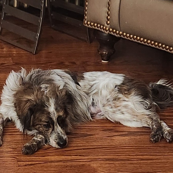 Sweet Pea *My Adoption is Pending!*