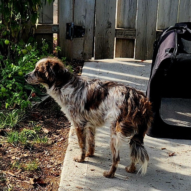 Sweet Pea *My Adoption is Pending!*