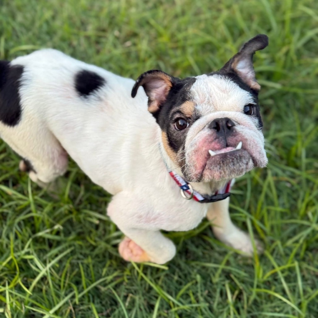 Snaggletooth B907