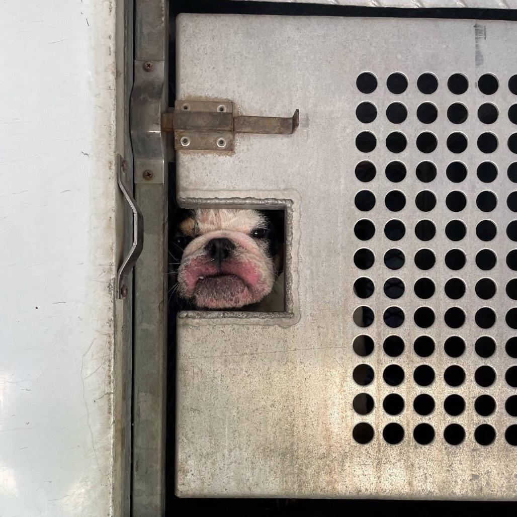 Snaggletooth B907