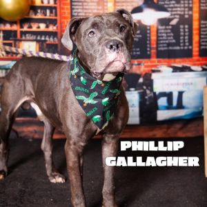 Phillip Gallagher