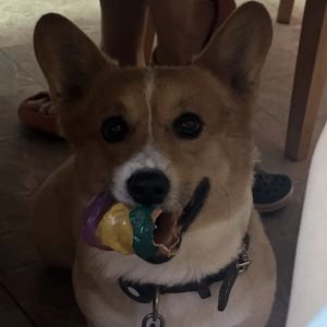 Squeaky