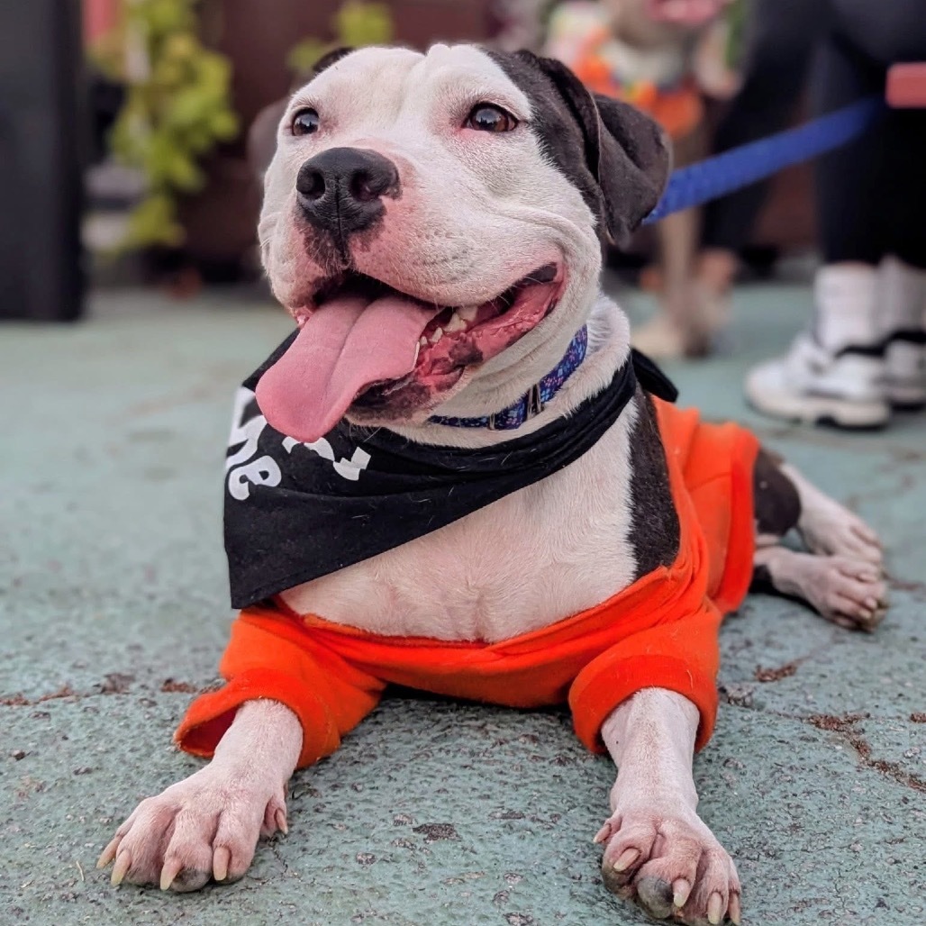 Blueberry Crumb Cake