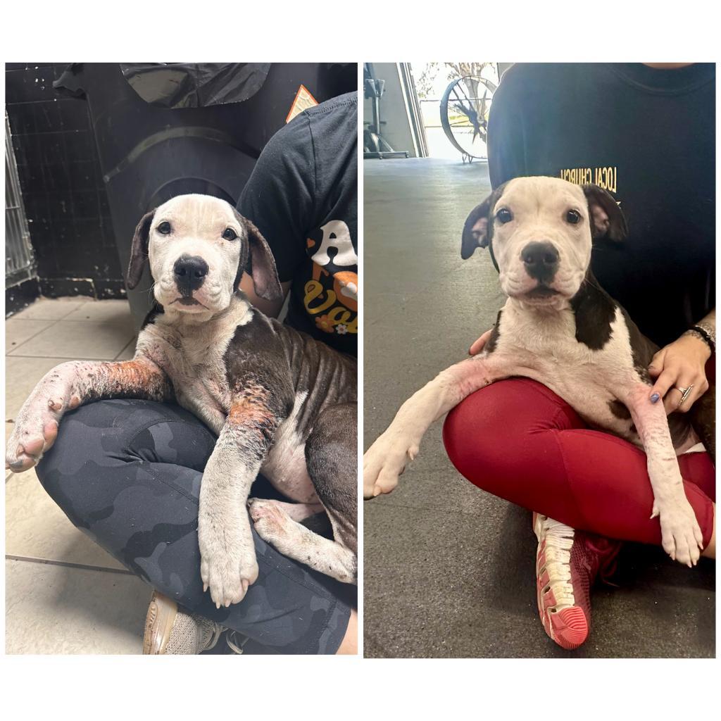 Blueberry Crumb Cake