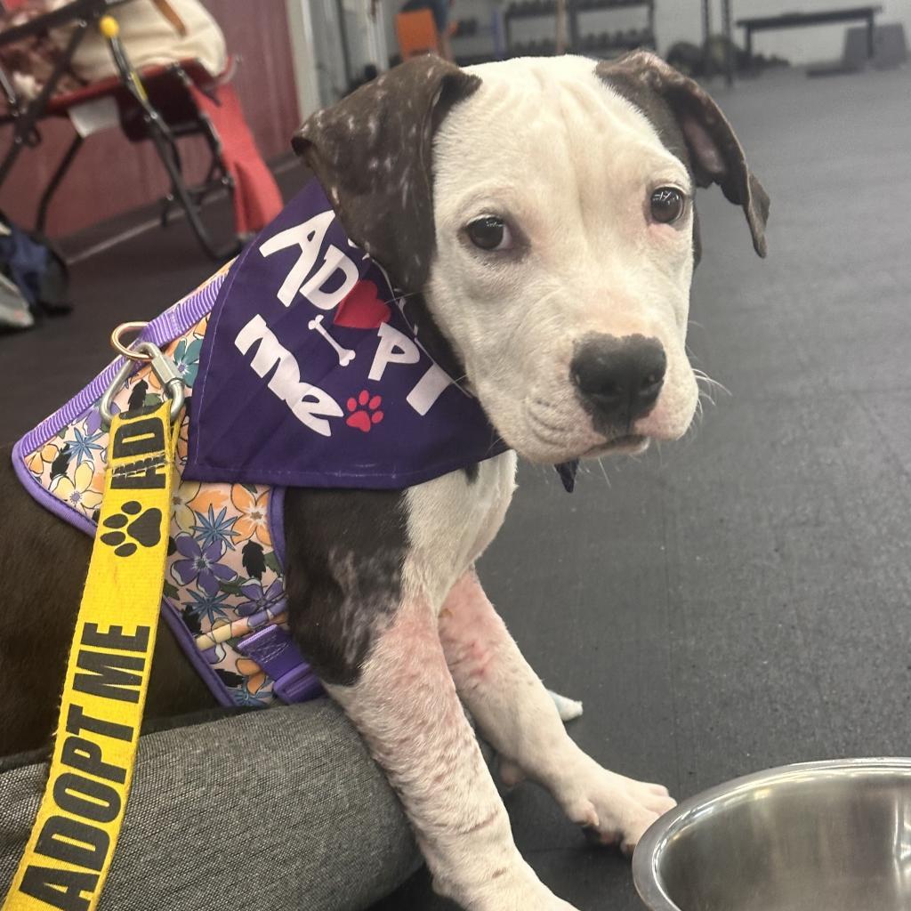Blueberry Crumb Cake