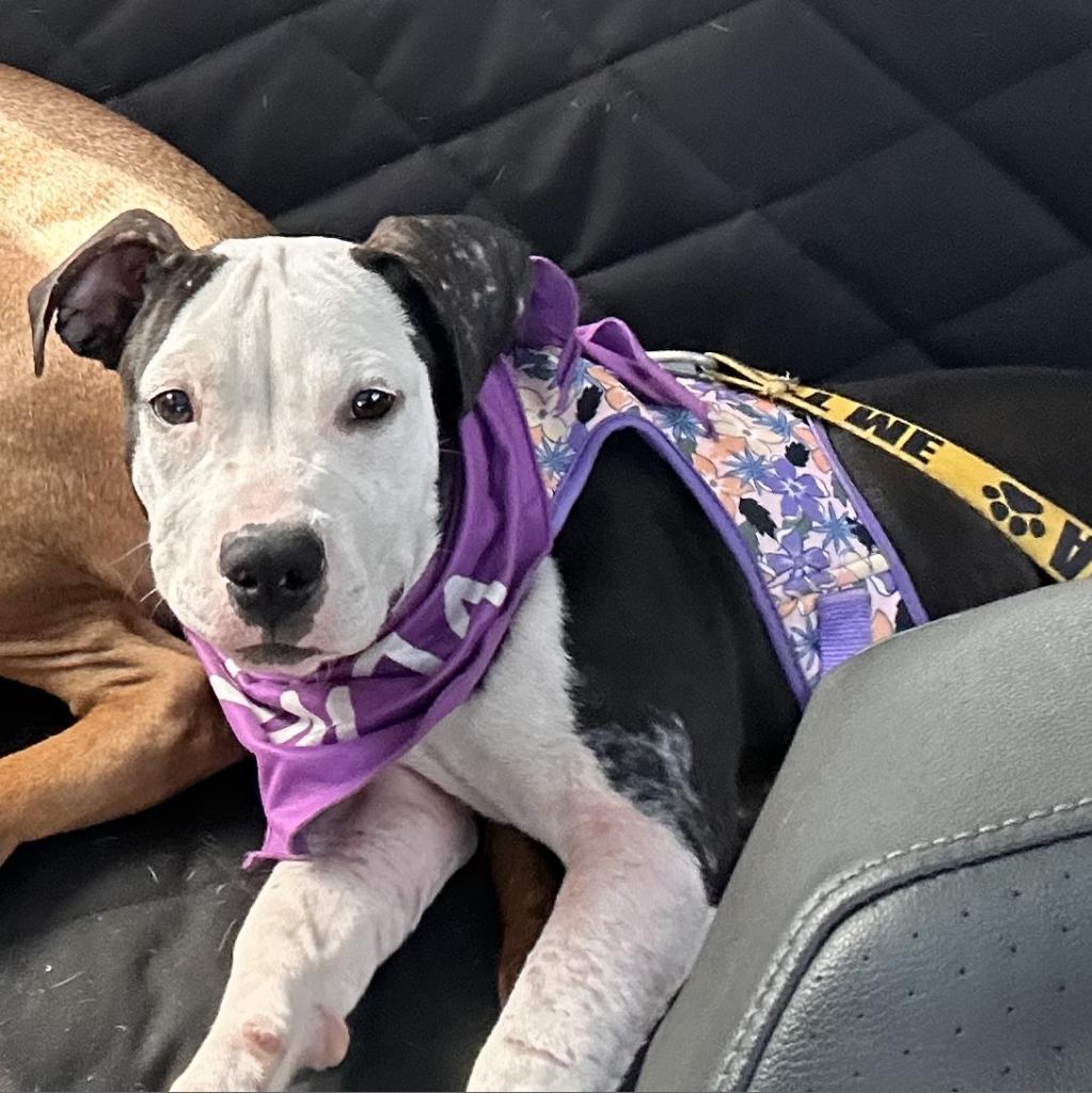 Blueberry Crumb Cake
