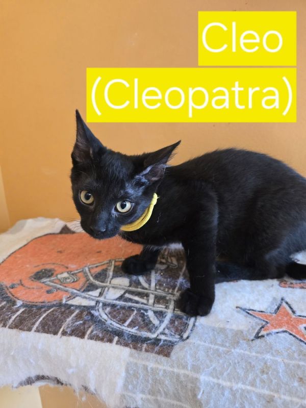 Cleopatra photo 1