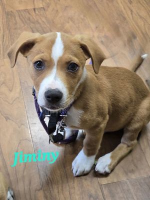 Jiminy