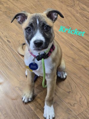 Kricket