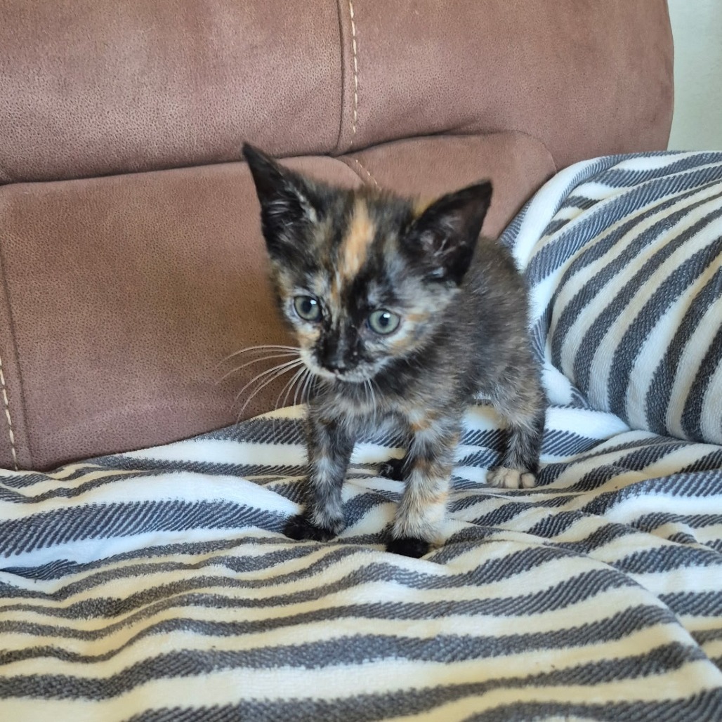String, an adoptable Domestic Short Hair in Fort Collins, CO, 80526 | Photo Image 1