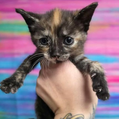 String, an adoptable Domestic Short Hair in Fort Collins, CO, 80526 | Photo Image 2