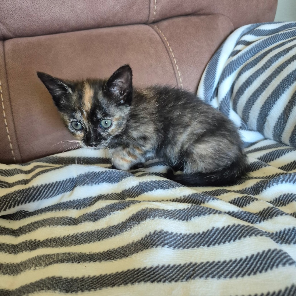 String, an adoptable Domestic Short Hair in Fort Collins, CO, 80526 | Photo Image 3