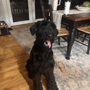 Benji