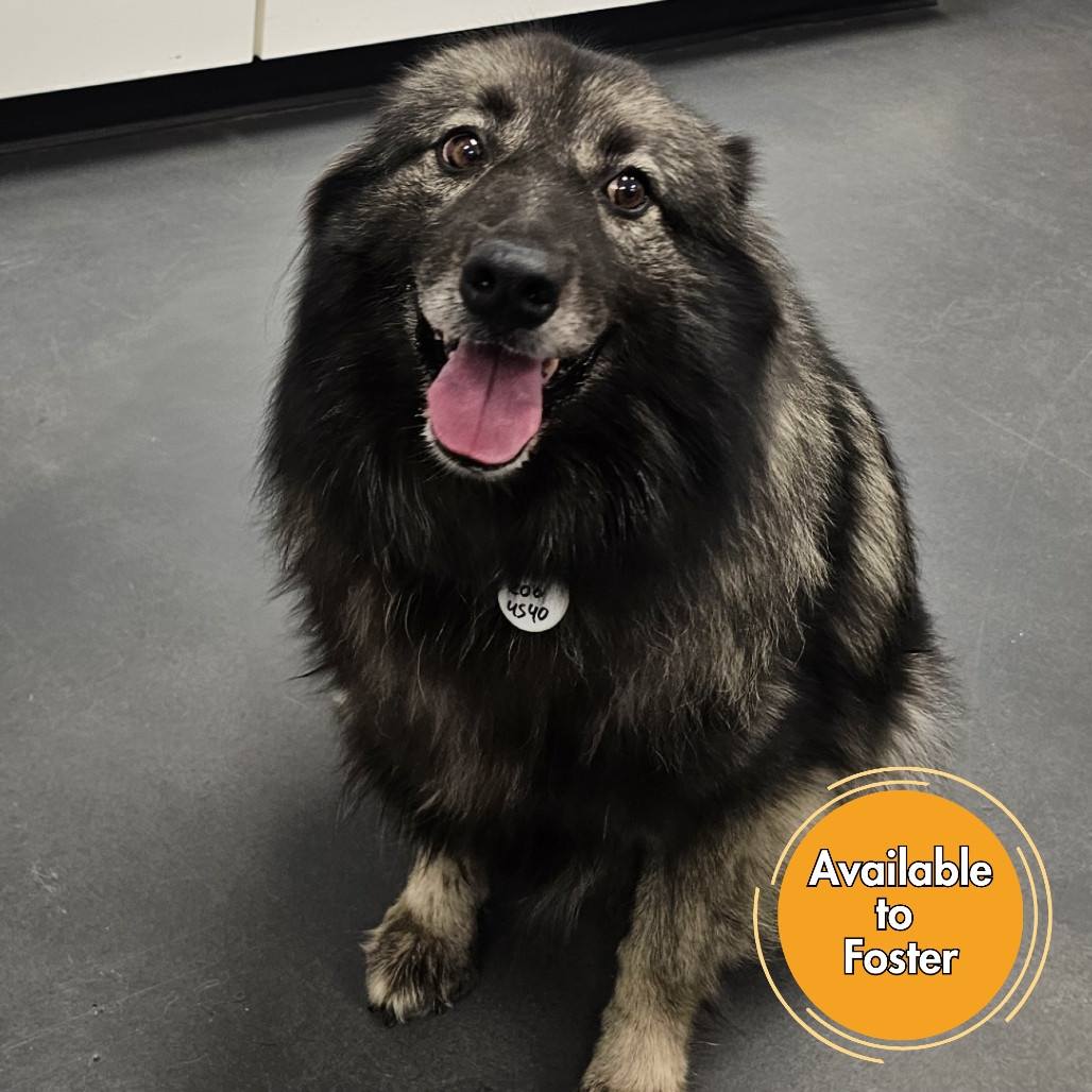 Glory, an adoptable Keeshond in Normal, IL, 61761 | Photo Image 1