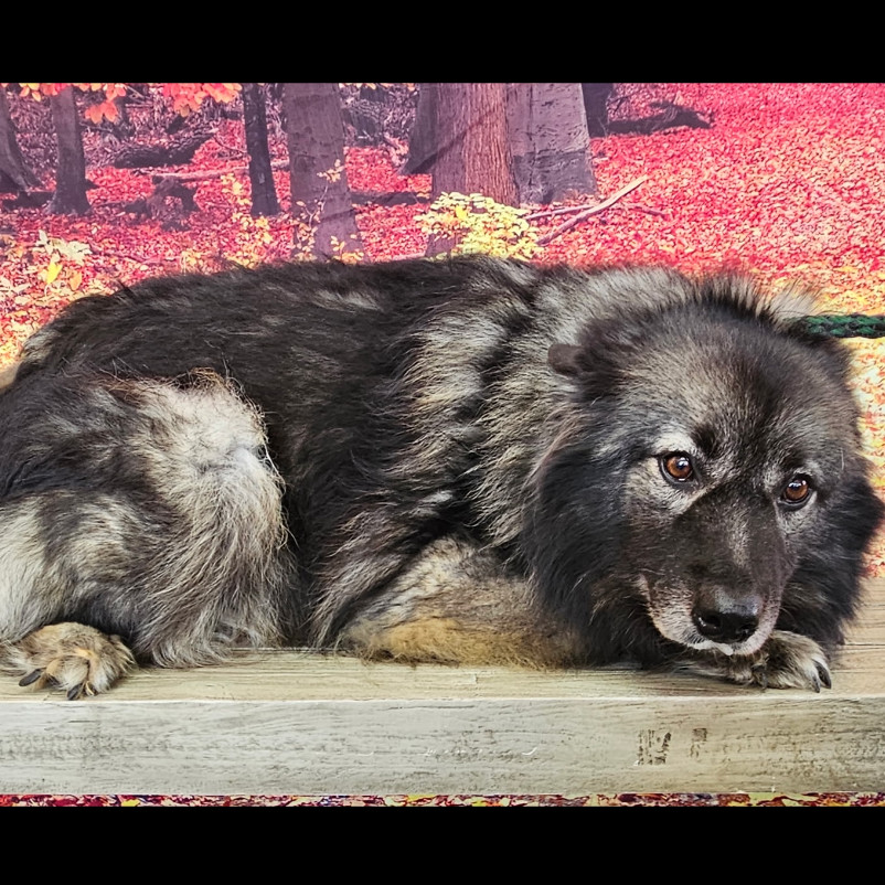 Glory, an adoptable Keeshond in Normal, IL, 61761 | Photo Image 2