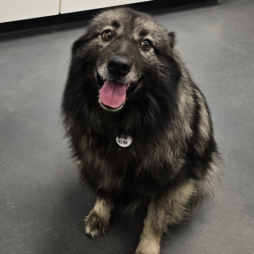 Glory, an adoptable Keeshond in Normal, IL, 61761 | Photo Image 3