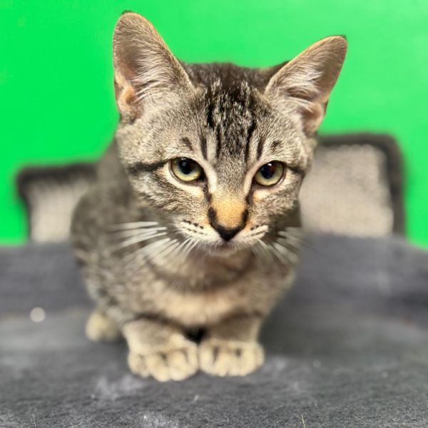 Nebbercracker photo 1