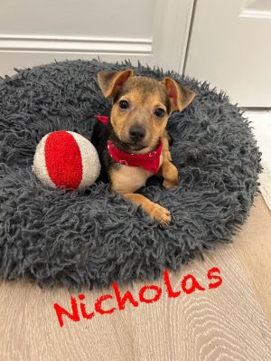 Nicholas