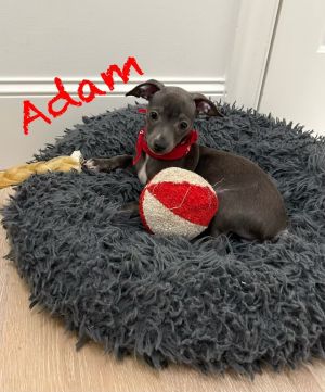 Adam