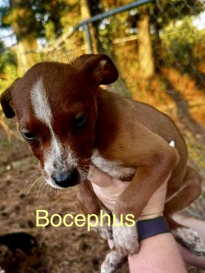 Bocephus