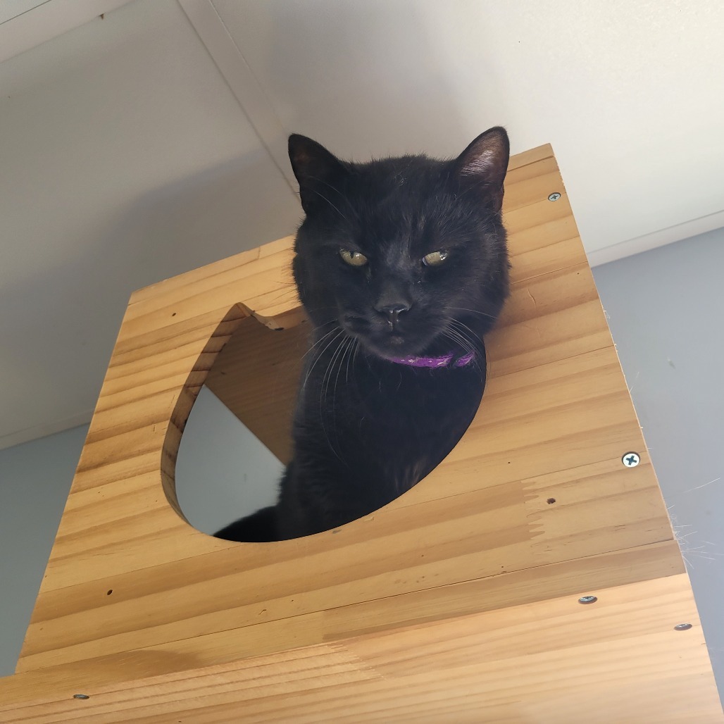 Luna, an adoptable Domestic Short Hair in Duncan, OK, 73533 | Photo Image 1