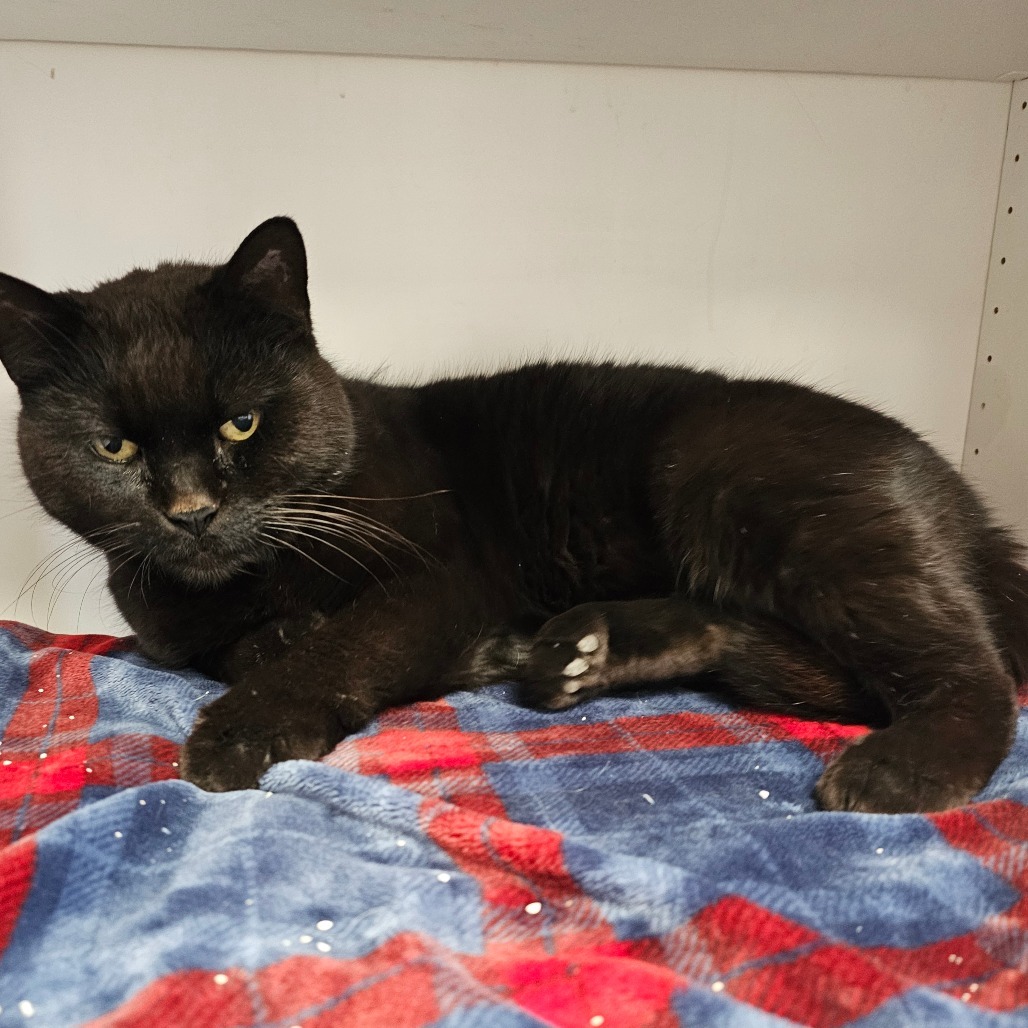 Luna, an adoptable Domestic Short Hair in Duncan, OK, 73533 | Photo Image 2