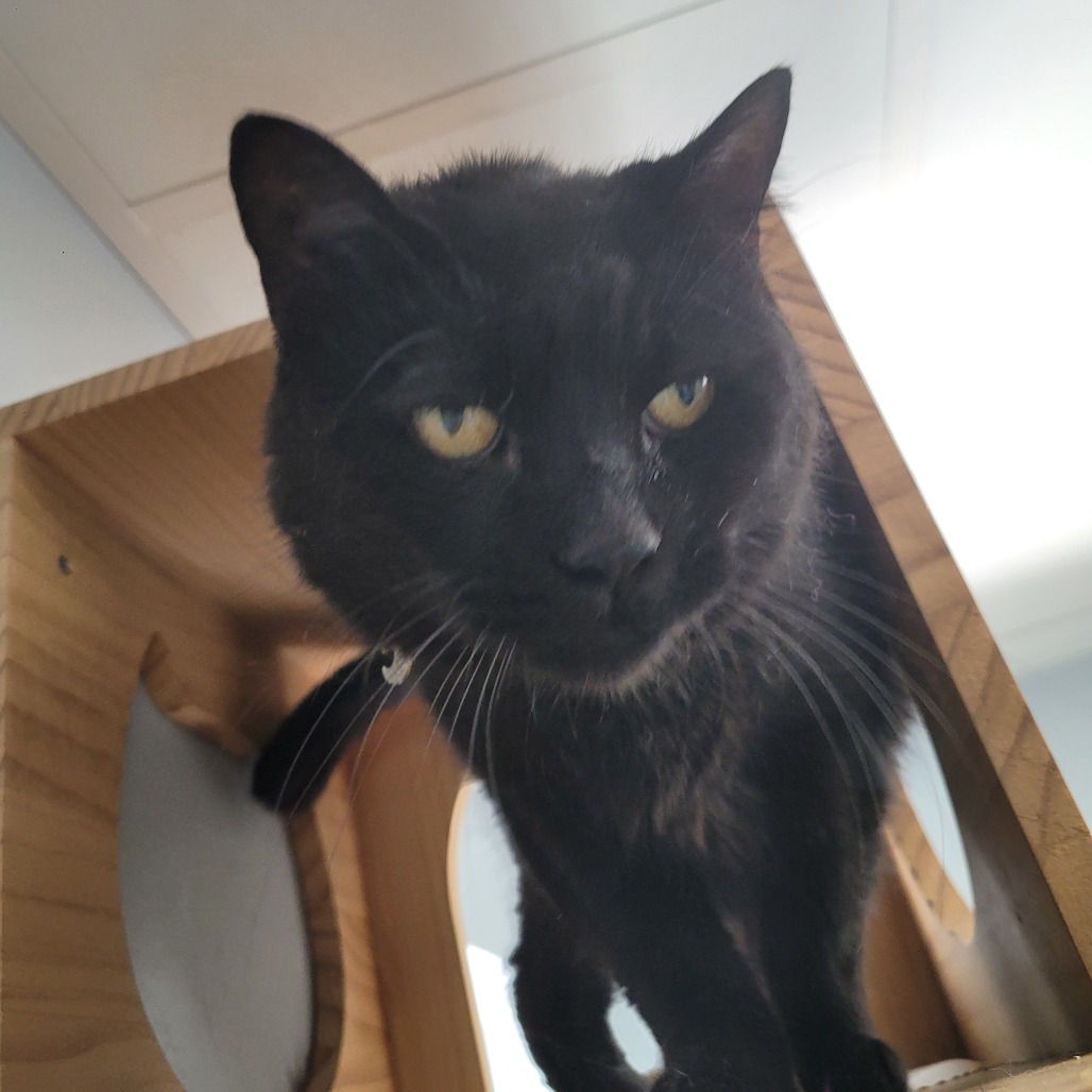 Luna, an adoptable Domestic Short Hair in Duncan, OK, 73533 | Photo Image 3