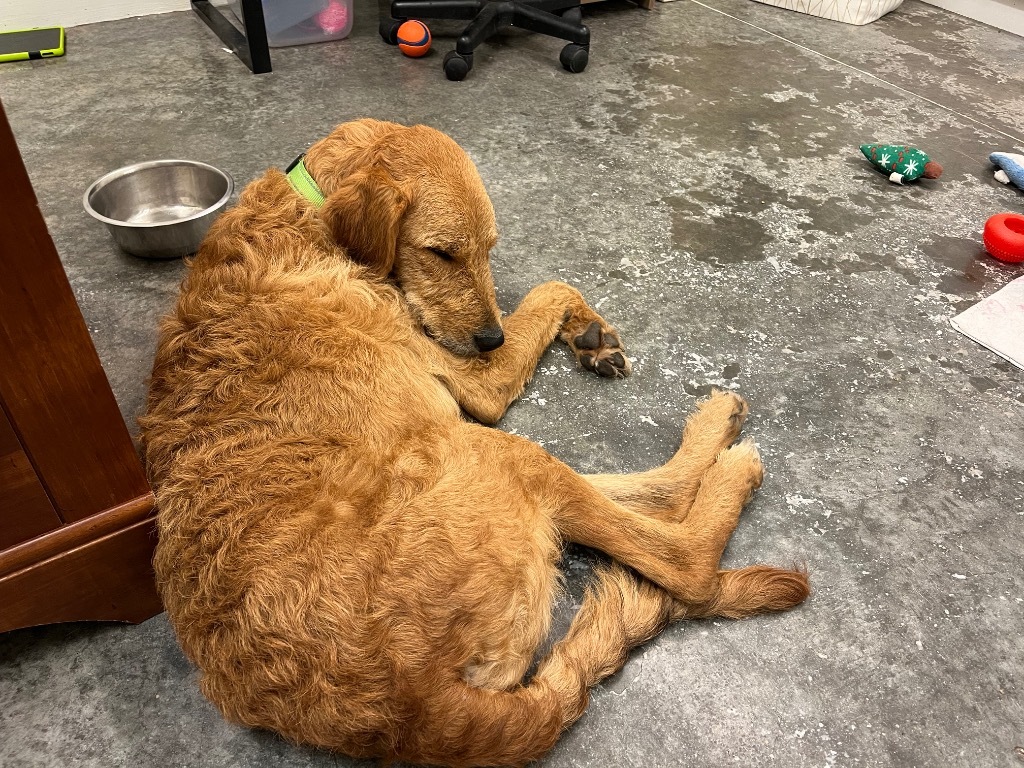 Nugget