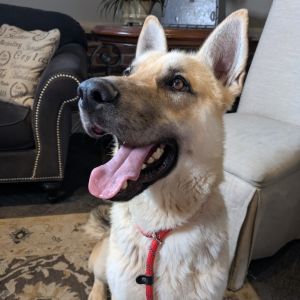 Samson