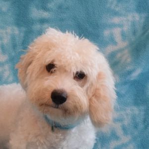 WALTER