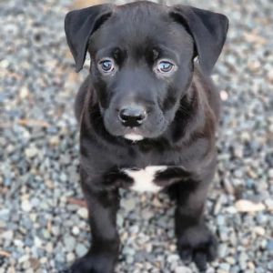 Onyx