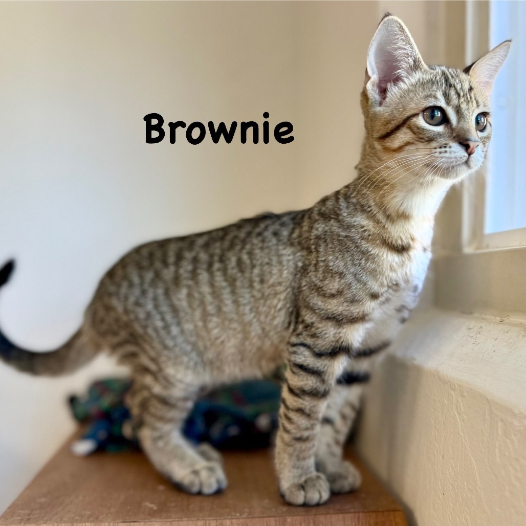Brownie