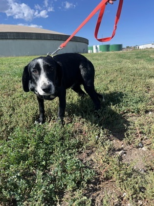 Dylan, an adoptable Border Collie, Mixed Breed in McCook, NE, 69001 | Photo Image 1