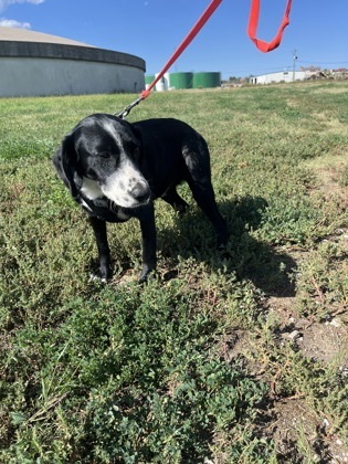 Dylan, an adoptable Border Collie, Mixed Breed in McCook, NE, 69001 | Photo Image 2