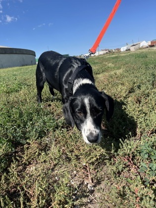 Dylan, an adoptable Border Collie, Mixed Breed in McCook, NE, 69001 | Photo Image 3