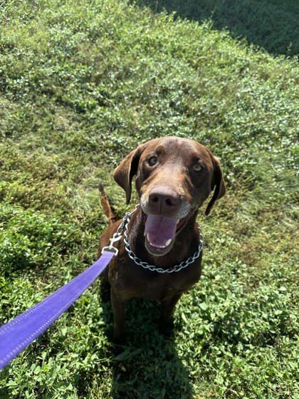 Benny, an adoptable Retriever, Mixed Breed in McCook, NE, 69001 | Photo Image 1