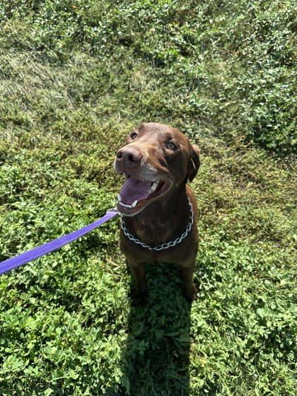 Benny, an adoptable Retriever, Mixed Breed in McCook, NE, 69001 | Photo Image 2
